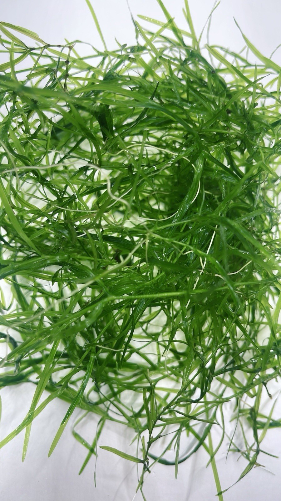 1 Cup Guppy Grass Live Aquarium Plan Aquatic Plant Buy 2 Get 1 Free