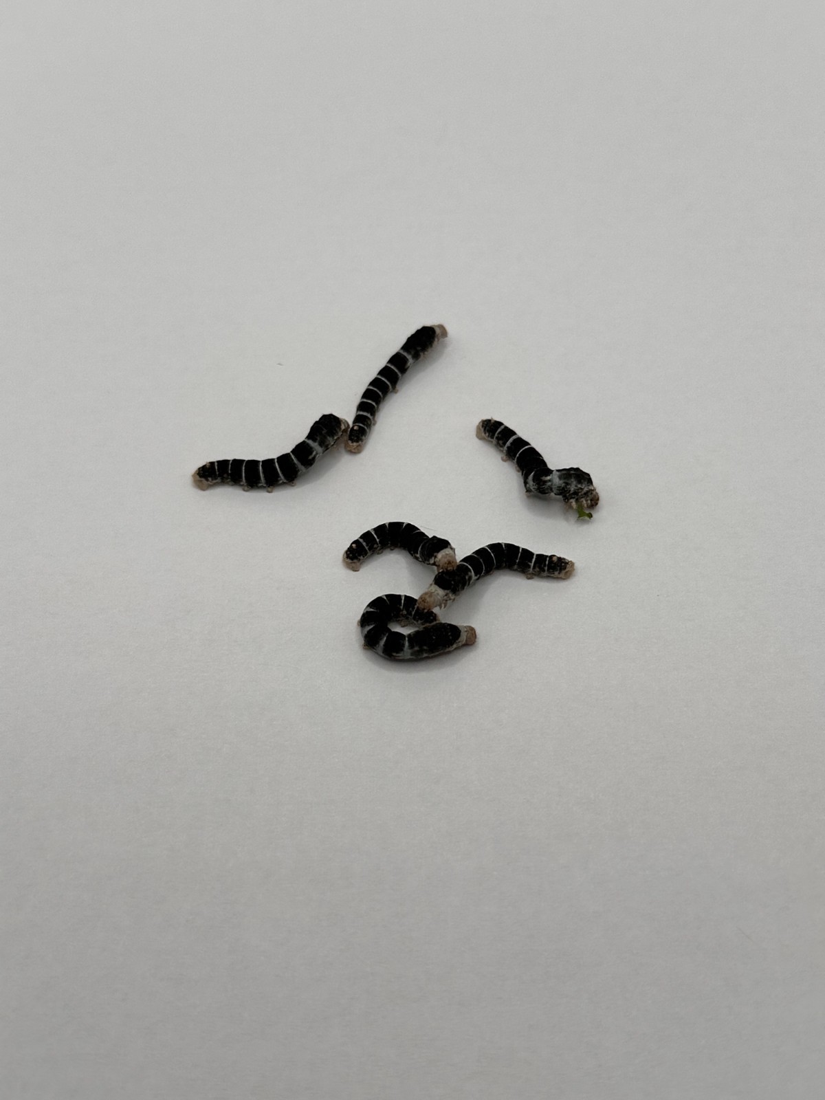 Live Reverse Zebra Silkworm (Medium Size)