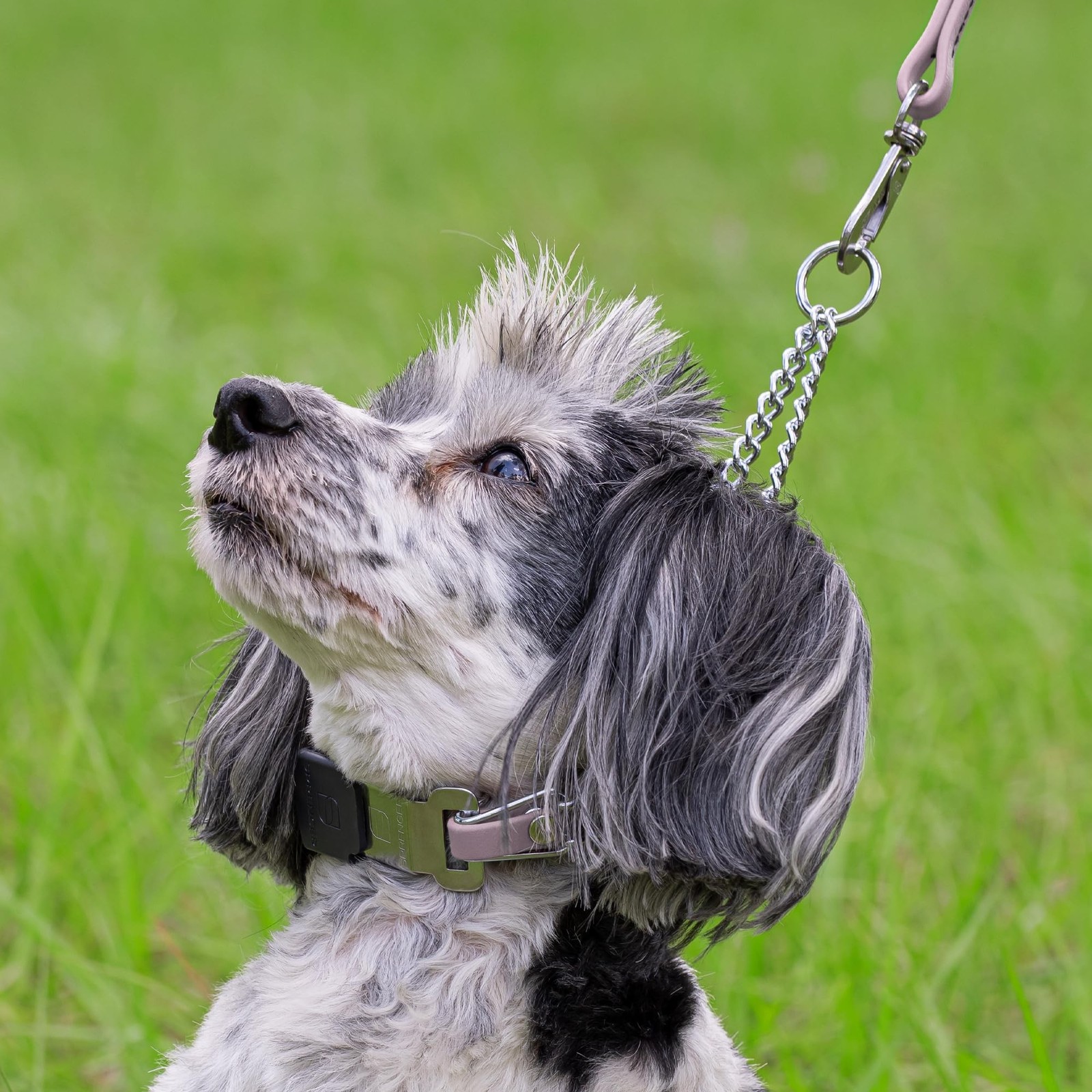 Herm Sprenger Chrome Plated Steel Dog Collar with Quick Release Cli… Fast Ship