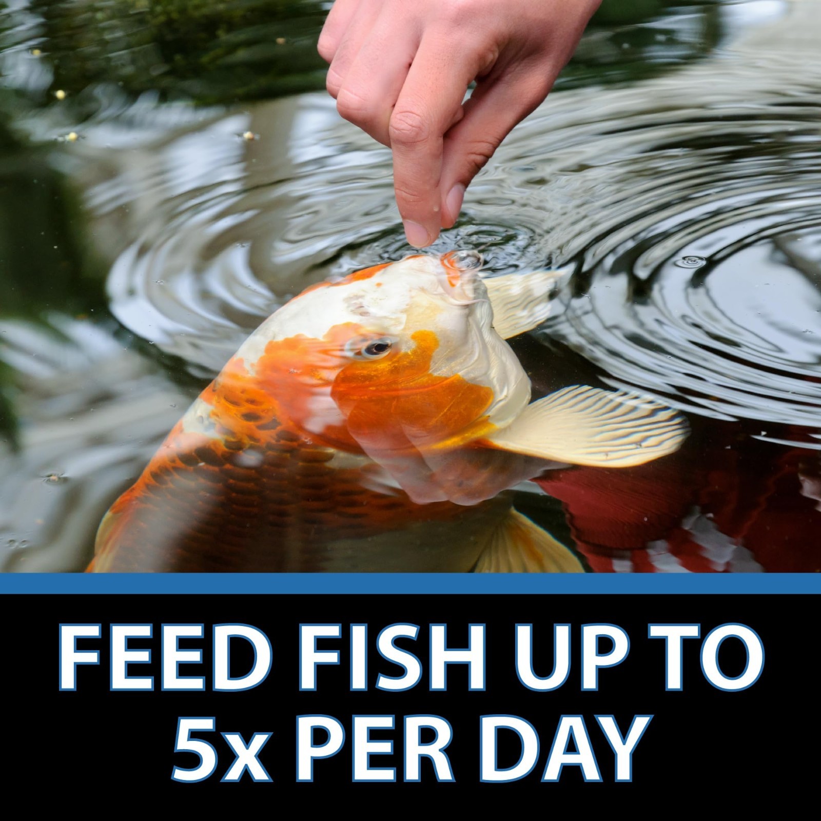 CrystalClear Staple Pond Fish Food for Healthy Koi & Goldfish, Protein Packed Fl