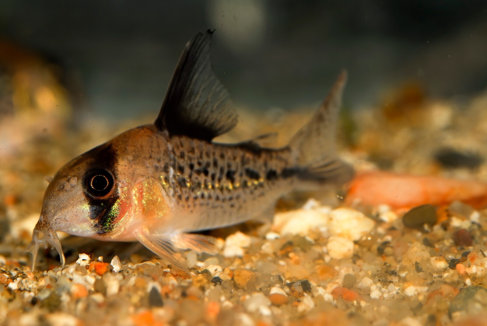 ABF SUPER CATFISH MIX,Bottom Feeders,Krill,Spirulina,Cory Catfish,Loach,ABF57W2
