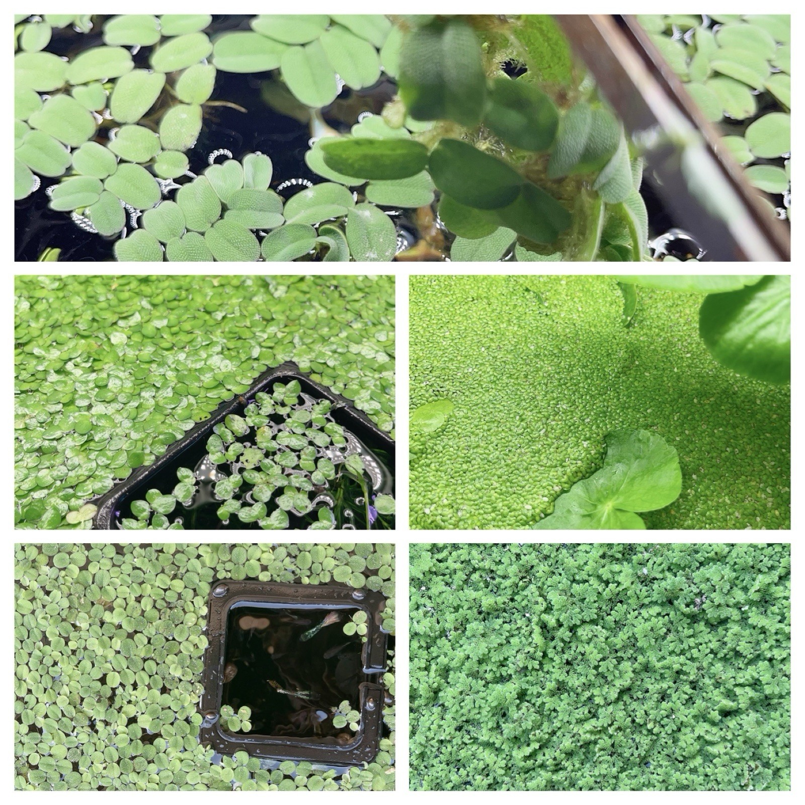 5 Different Species Floating Plant Combo Mix Live Aquarium Buy 2 Get 2 Free