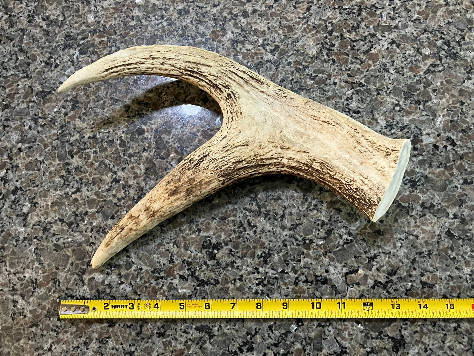 2 Pounds of Maine Moose Antler Dog Chews! XL / Large / Medium Dogs!