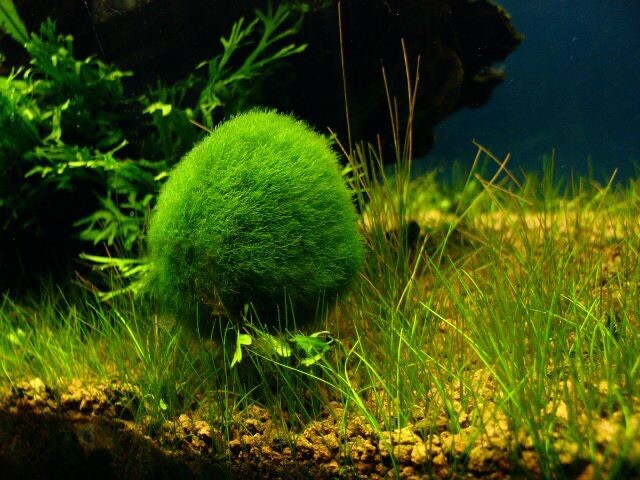 Marimo Moss 10 Balls 0.25inch (0,6cm)Cladophora Live Plant Aquarium