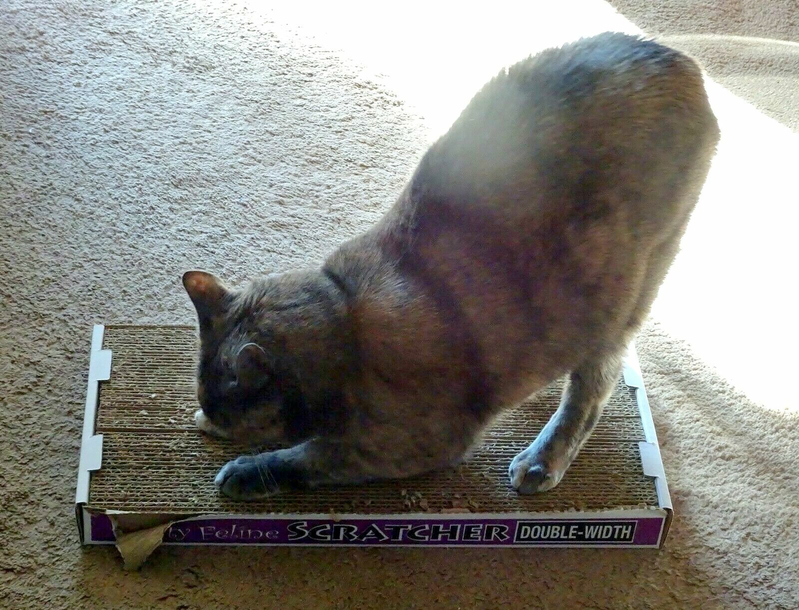 Case of Double Wide Cat Scratchers – Made In USA, Eco-Friendly, Durable