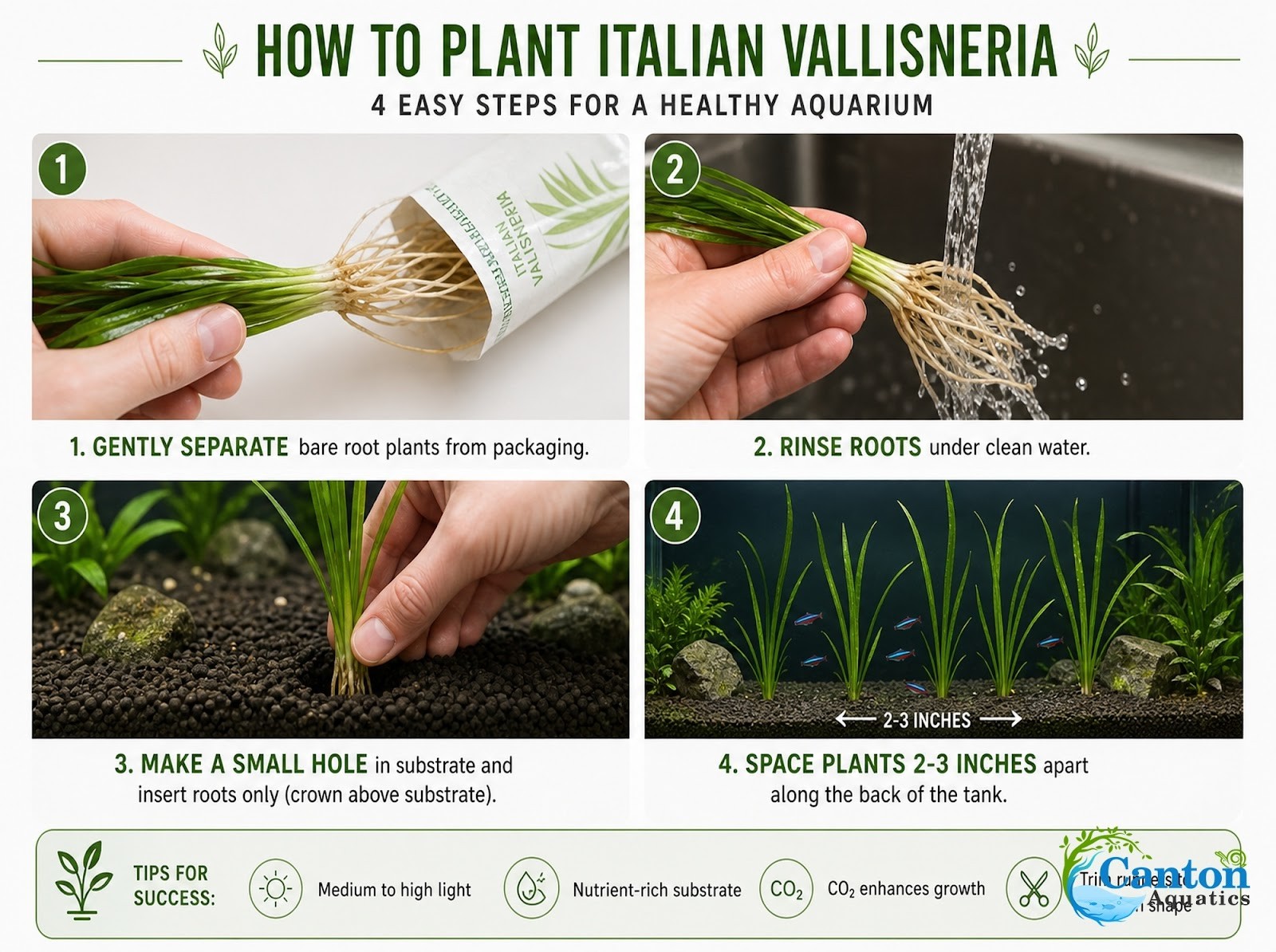 18 Plant Pack Valisnaria Vals Live Aquarium Plants