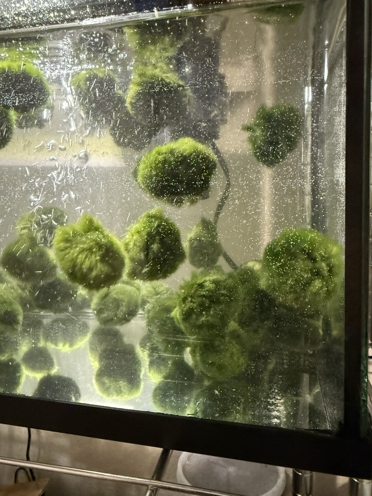 3 Marimo Moss Balls 1.25inch-1.75inch Live Plant Aquarium Tank USA SELLER FAST