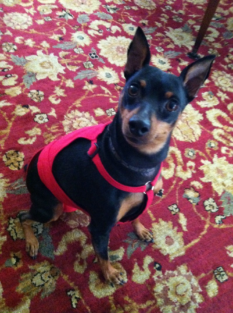PeeKeeper Escape Proof Dog Diapers for Male and Female, Stay On Dog Diapers