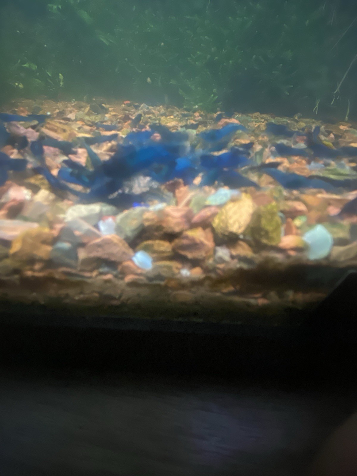 🔥 50 + Live Blue Dream Shrimp 2 Day Shipping Available Neocaridina Freshwater