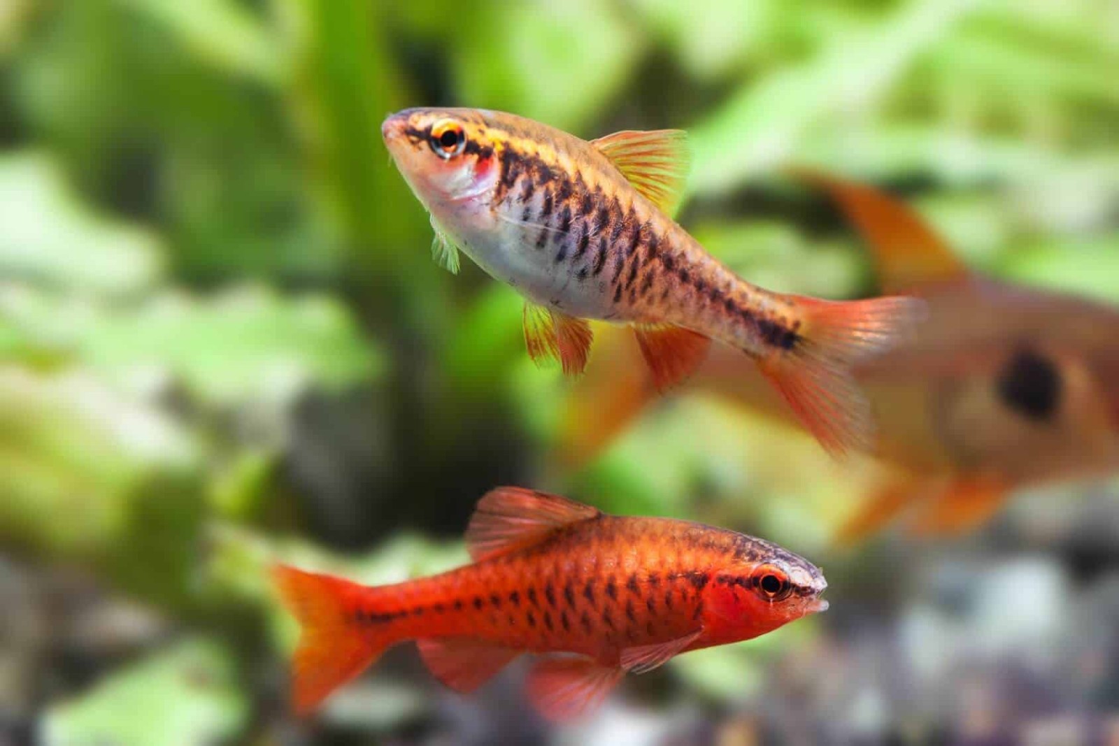 Pumpkin, Krill & Brine Shrimp Color Enhancing Premium Community Fish Flakes. Jar