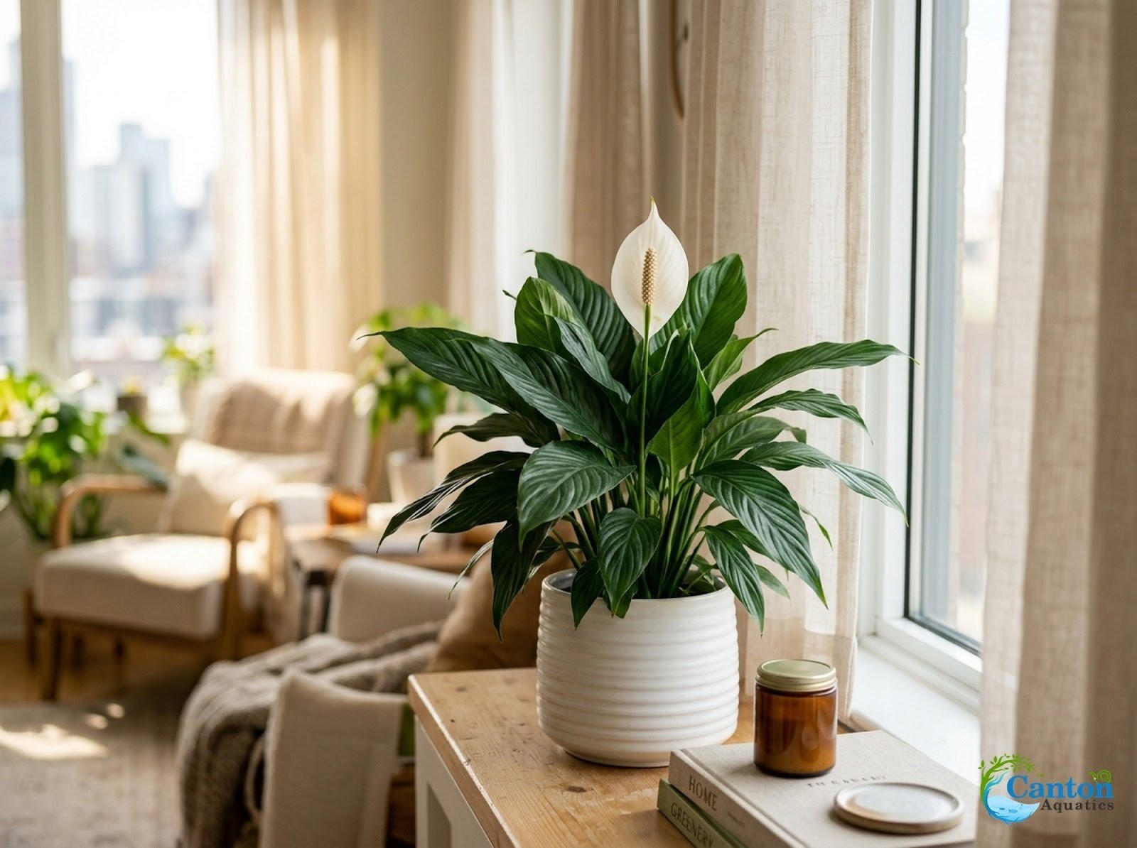 Brazilian Sword “Peace Lily” (Spathiphyllum sp)