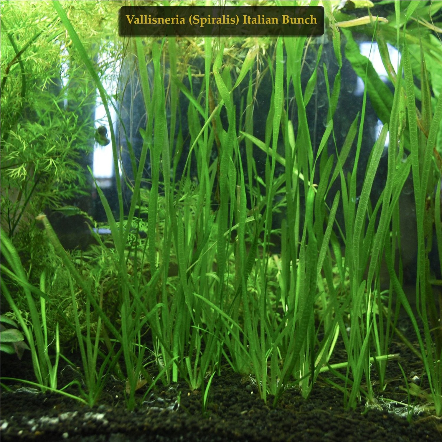 Vallisneria Spiralis “Italian” – 2 Live Aquarium Plants (B2G1)