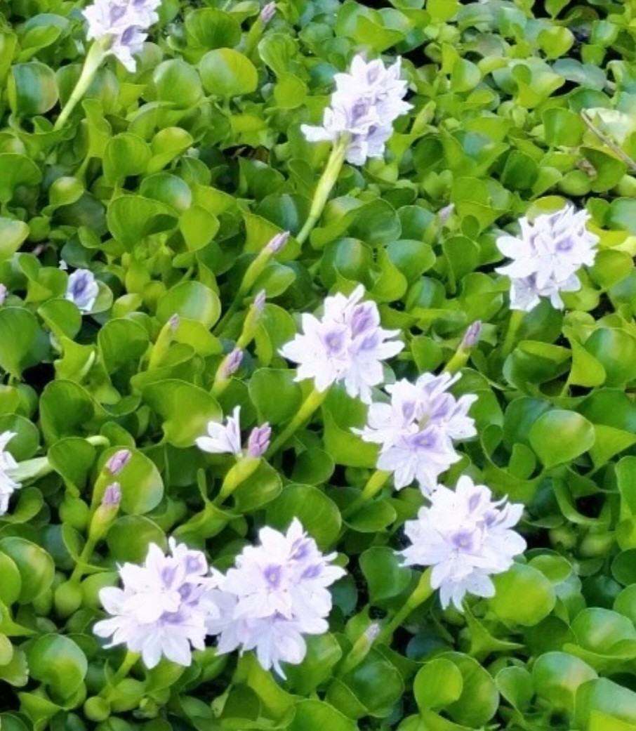 (5) Live Water Hyacinth Pond Plants – They Give Purple Flowers Aquatic