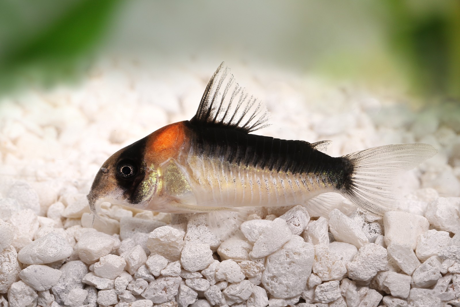 ABF Mini Cory Catfish Food Color & Grow Mix Bottom Feeders Loaches ABF433