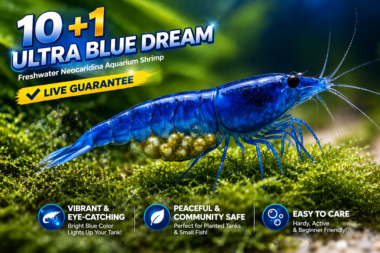 10 +1 Ultra Blue Dream – Freshwater Neocaridina Aquarium Shrimp. Live Guarantee