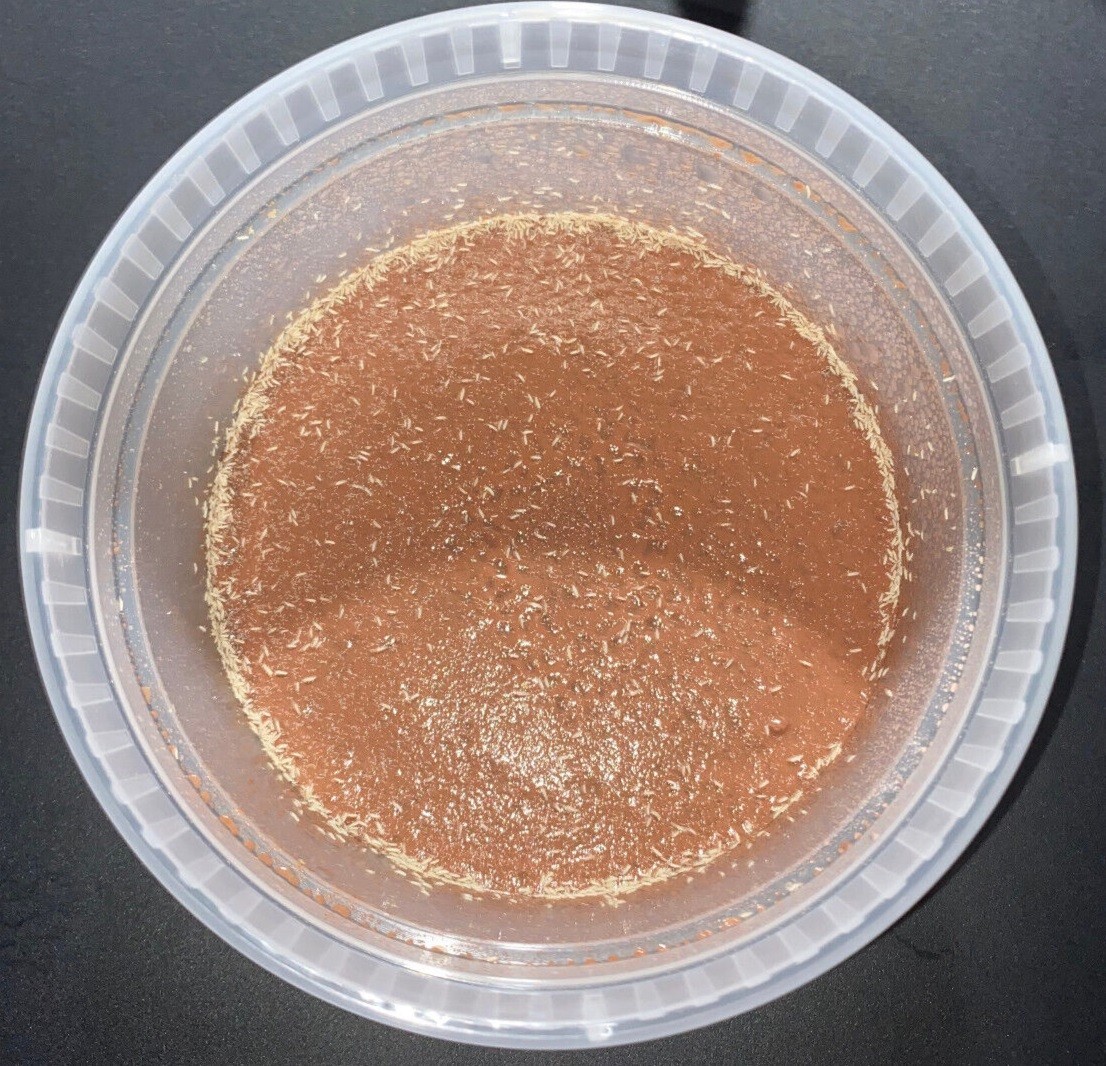 500+ Tropical White Springtails / Clay Culture / 8oz – FREE SHIPPING
