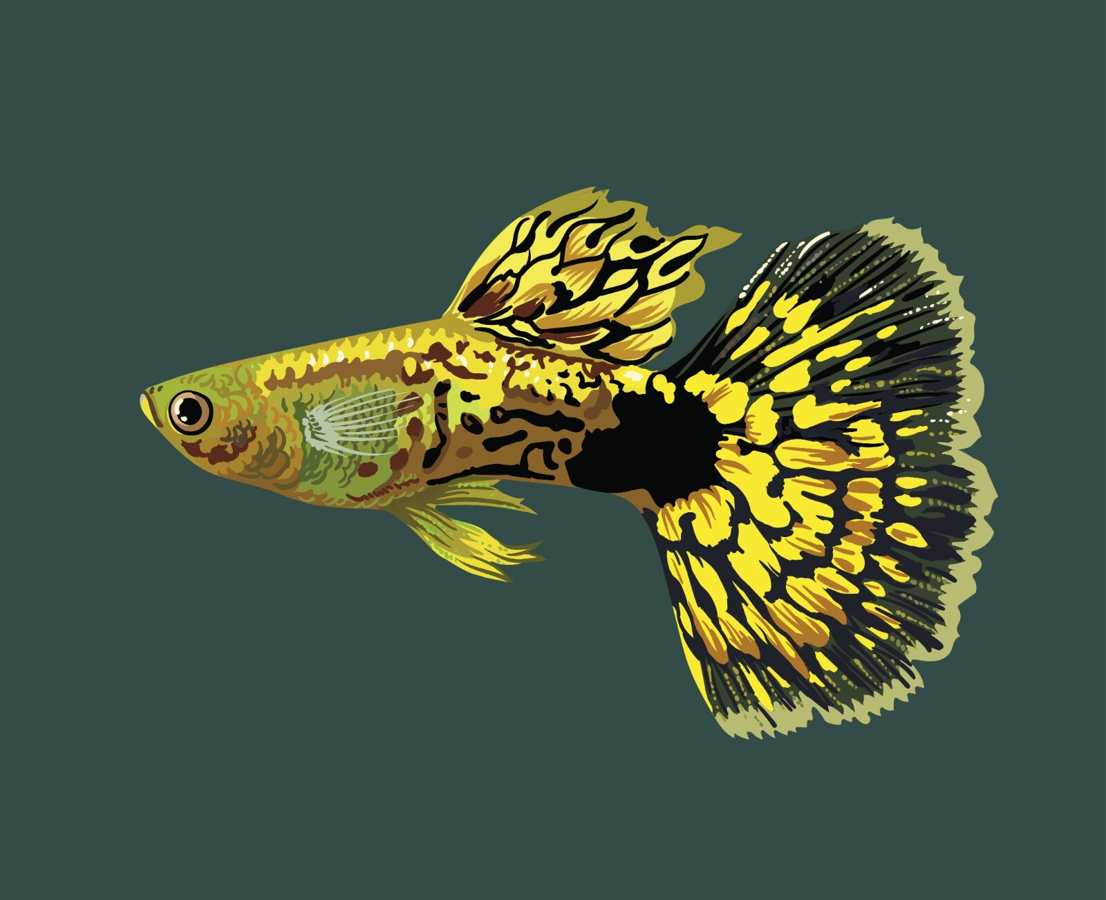 Guppy Flake, Guppy Food,Guppies,Tropical Fish, Endlers,most small Fish,ABF306