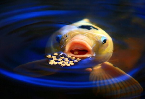 8-lbs 3mm 4-Type Ultra Mix, High Protein Floating Koi & Aquarium Fish Pellets