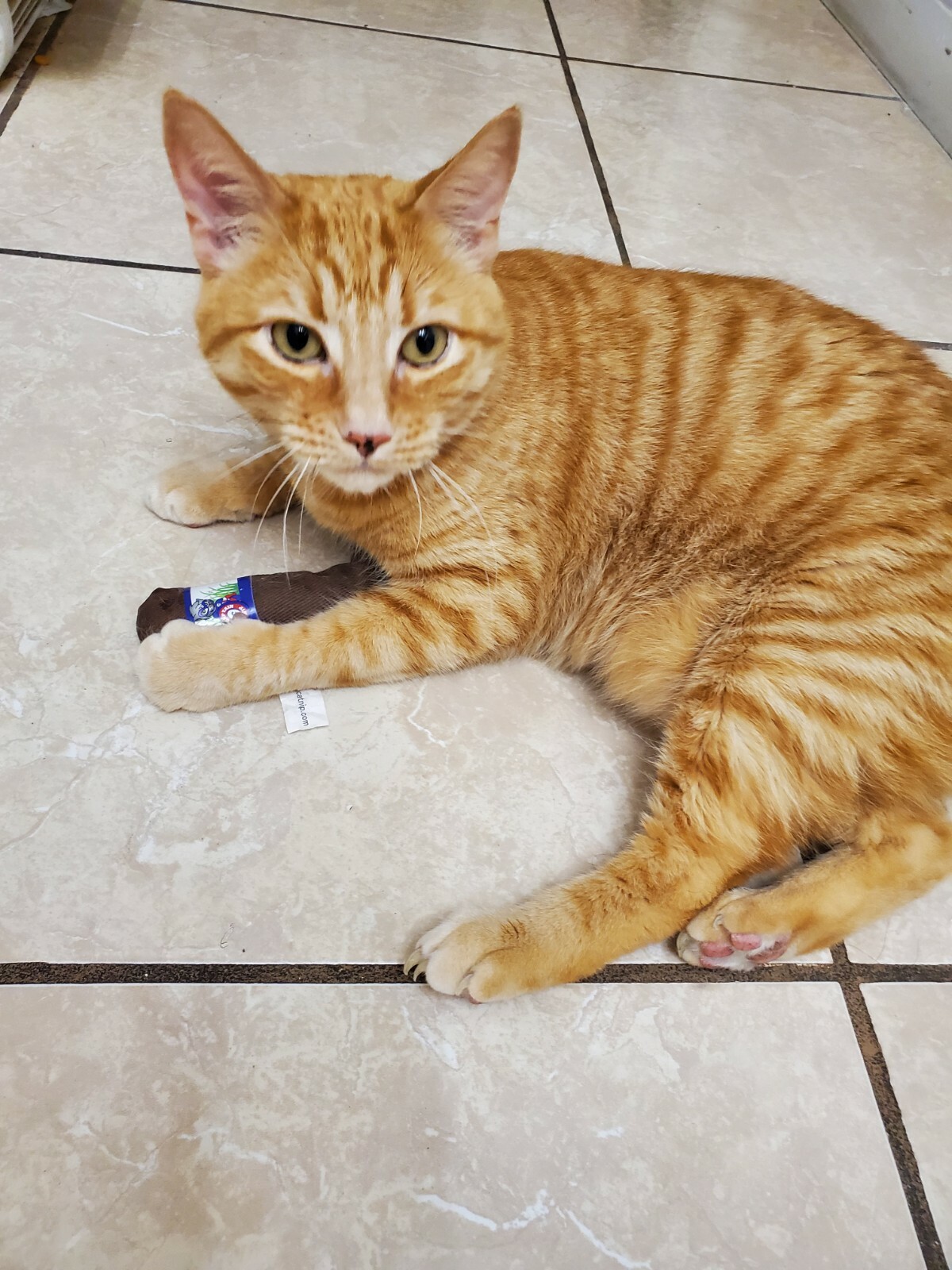 Captain Catnip Organic Cat Nip filled Cigar Toy Cats Love it Potent