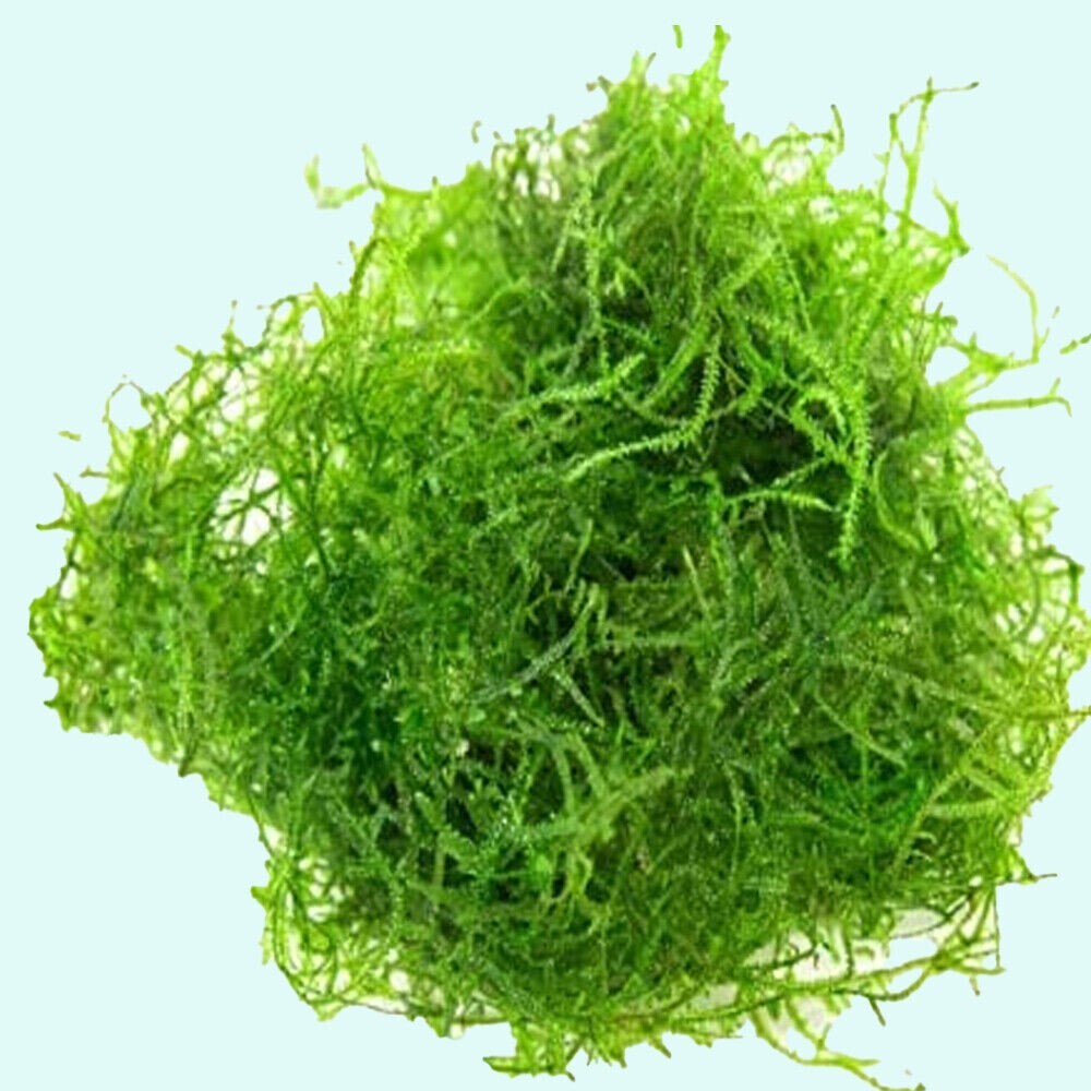 Buy 2 get 1 free Java Moss Live Aquarium Plant 2 OZ CUPsss FREESHIP AA