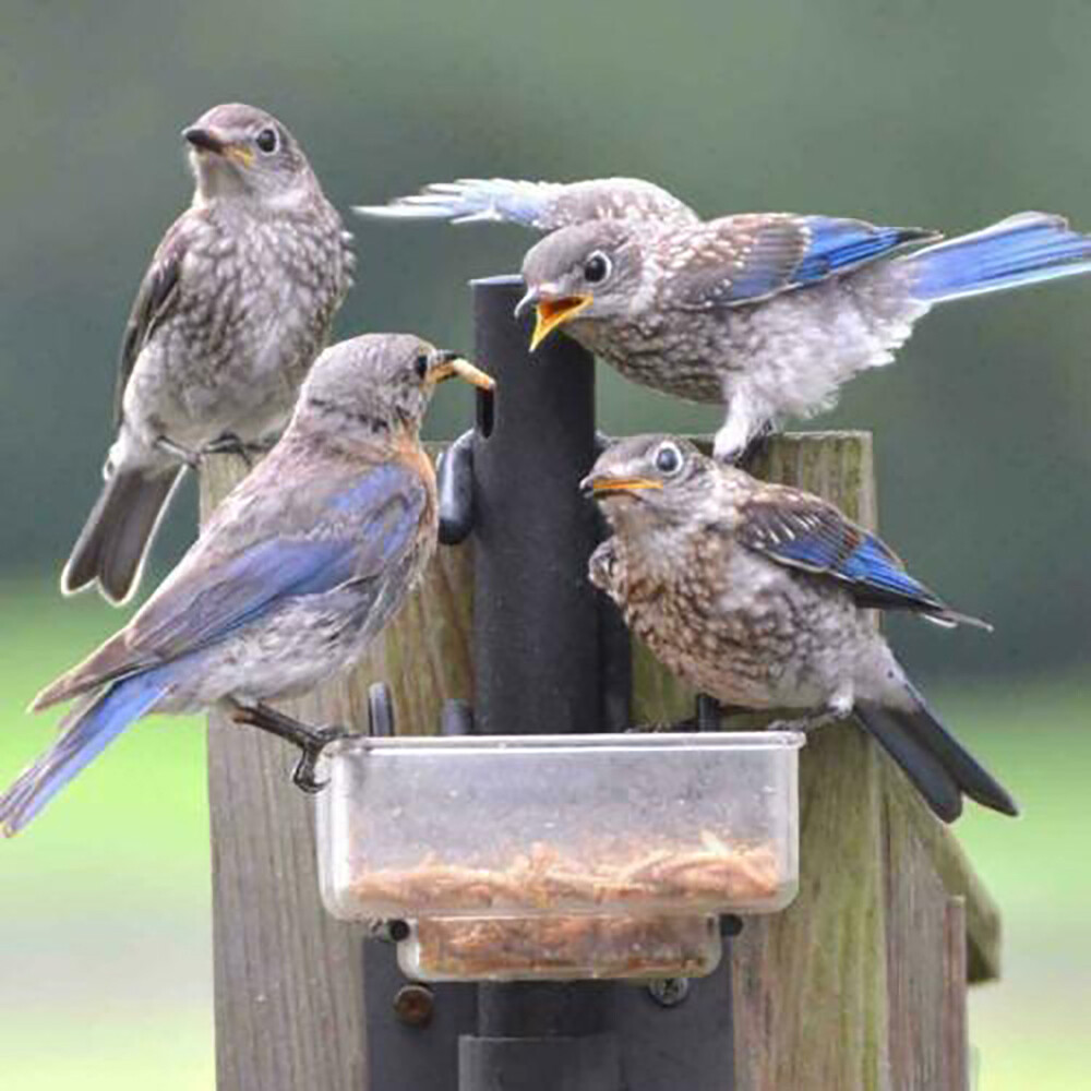Bulk Dried Mealworms Non-GMO for Wild Birds Blue Bird Chickens Hen Treats LOT