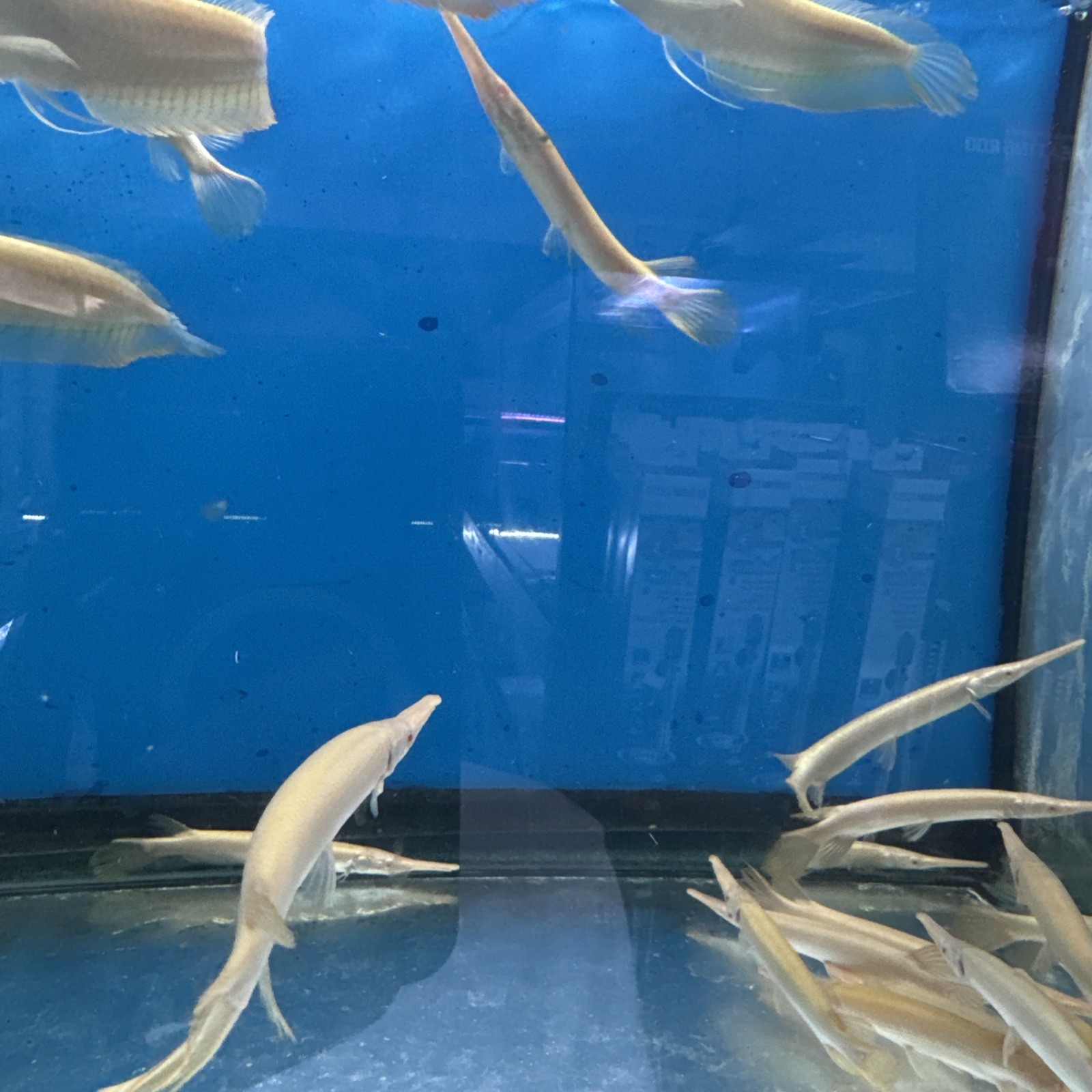 albino Florida gar (Lepisosteus platyrhincus ) 6 Inch Live Tropical Fish