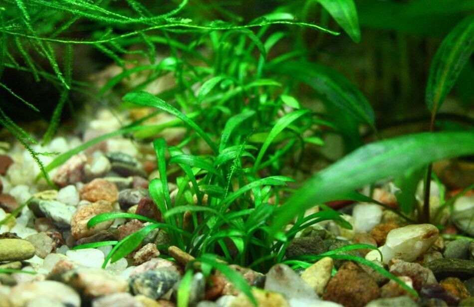 BUY 2 GET 1 FREE 1 Pot Cryptocoryne Parva Crypt Parva Easy Live Aquarium Plants