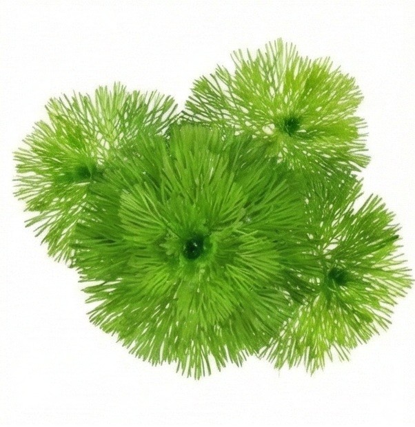 Live Green Cabomba Plant for Aquarium – Fast Growth – Buy 2 Get 1 FREE🌿