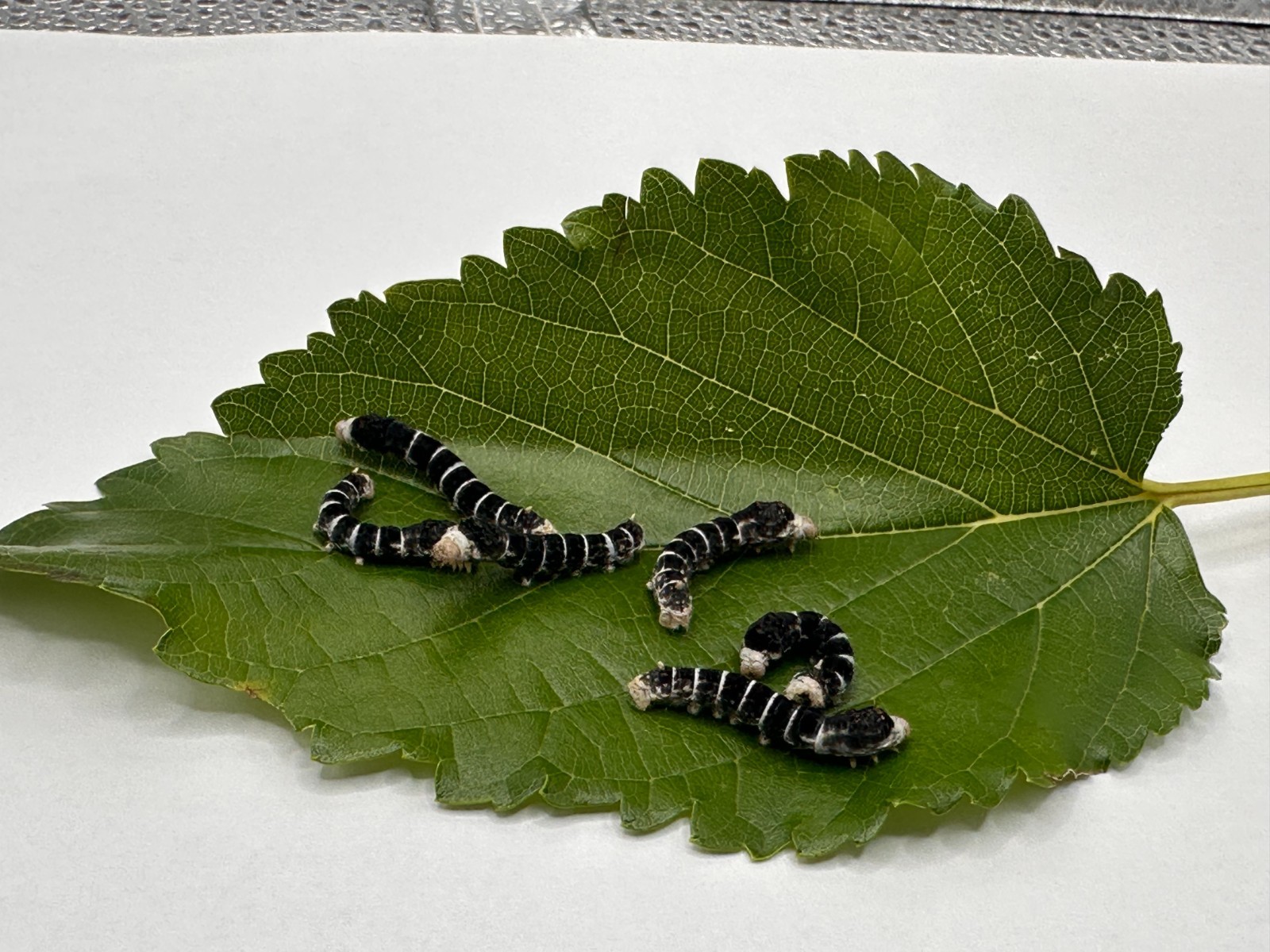 Live Reverse Zebra Silkworm (Medium Size)