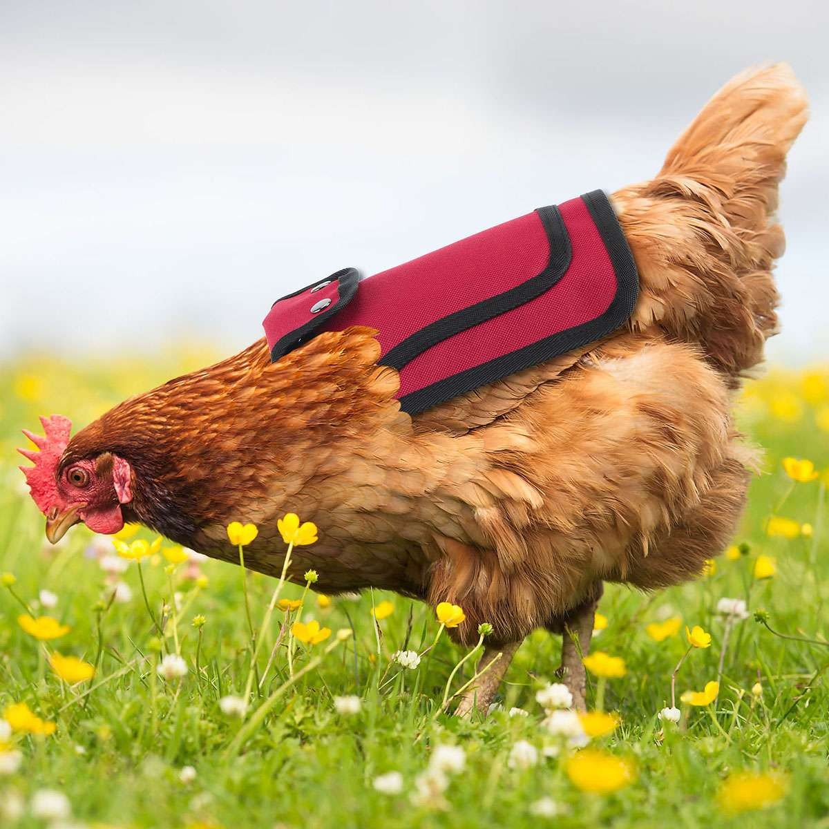 3 Pack Chicken Saddle Apron Hen Back Protector Waterproof Canvas Poultry Guard