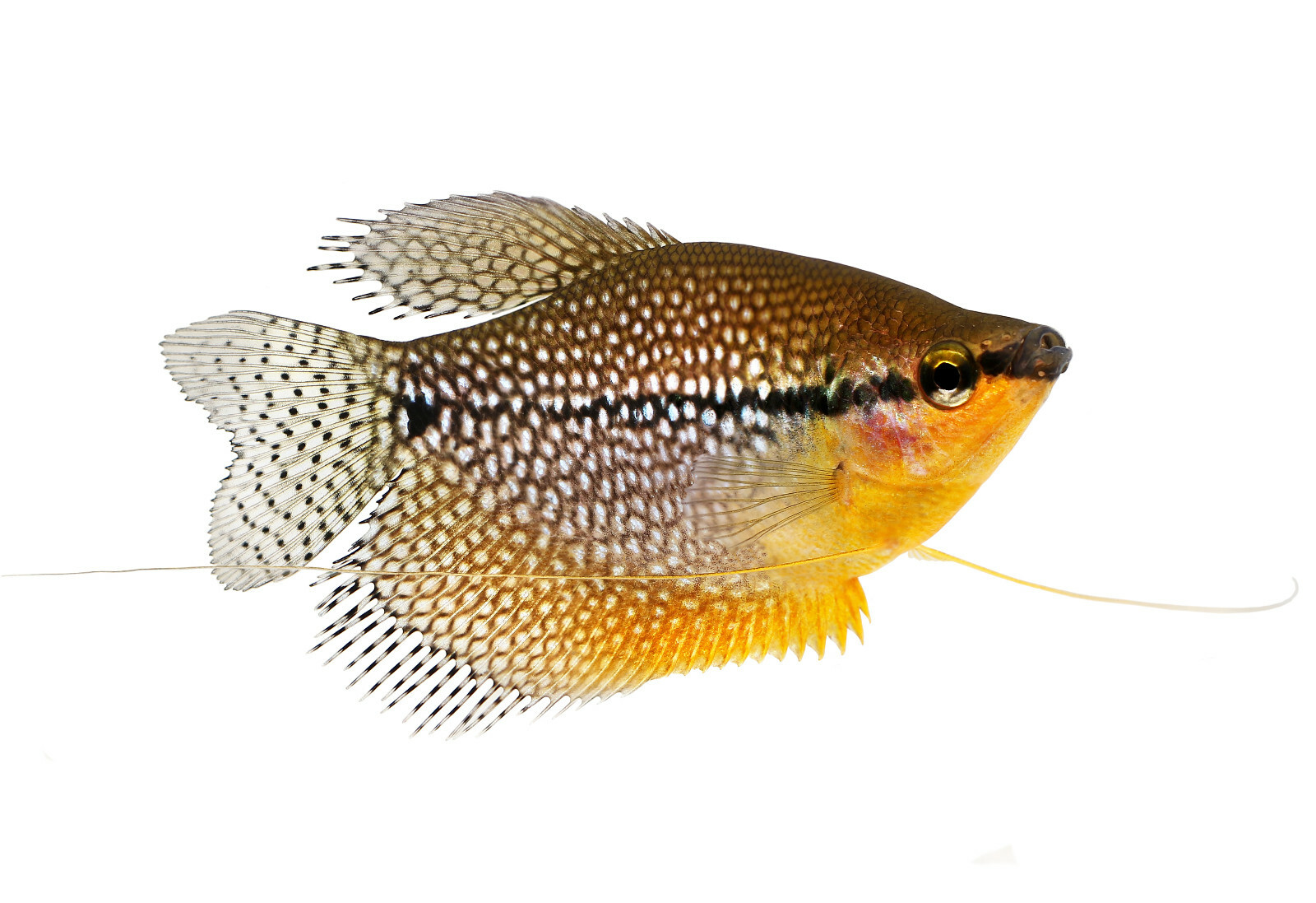 Black Soldier Fly Crumbles/1.0 Color and Grow Fish Food Mix Guppy Tetras A466