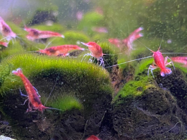20 Hawaiian Red Shrimp Opae Ula Halocaridina Rubra Volcano Shrimp + Food