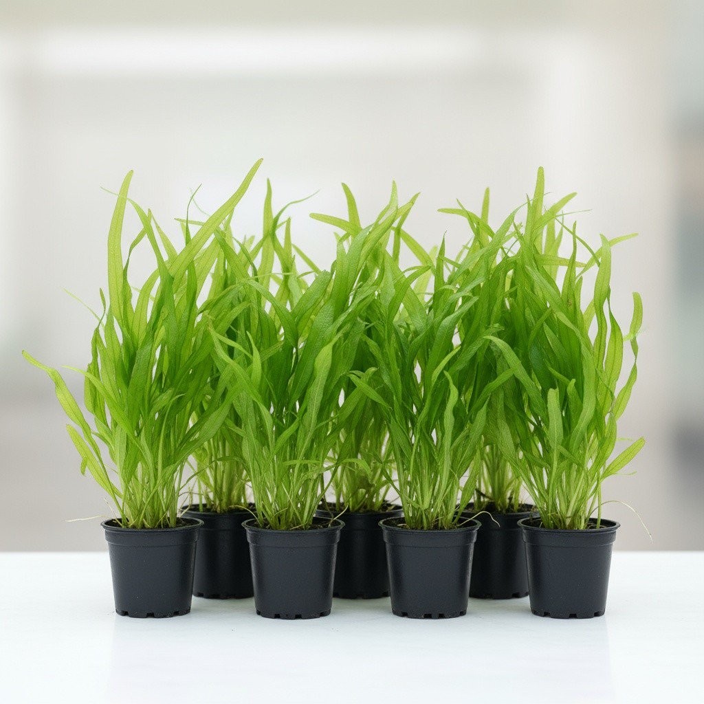 6 Valisnaria (Vals) Spiralis Italian Live Aquarium Plants BUY 2 GET 1 FREE